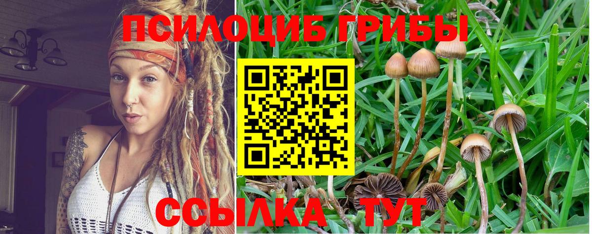 Галлюциногенные грибы Psilocybine cubensis Димитровград